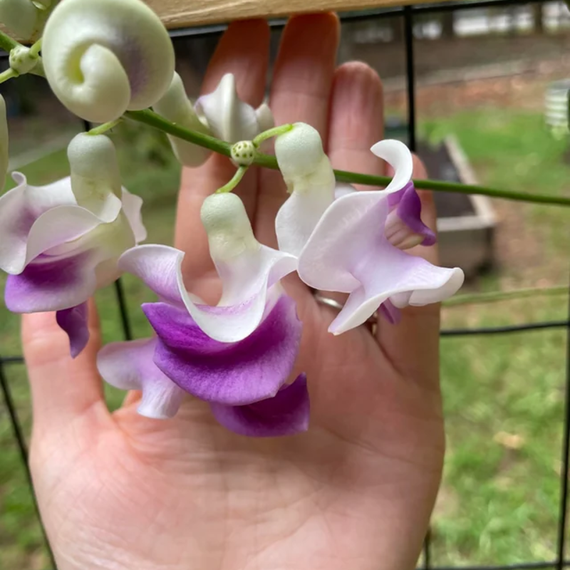 Serenity Snail Vine Seeds 🌸 – Night-Bloom Fragrance & Vintage Charm for Senior Balconies 🌿🌙