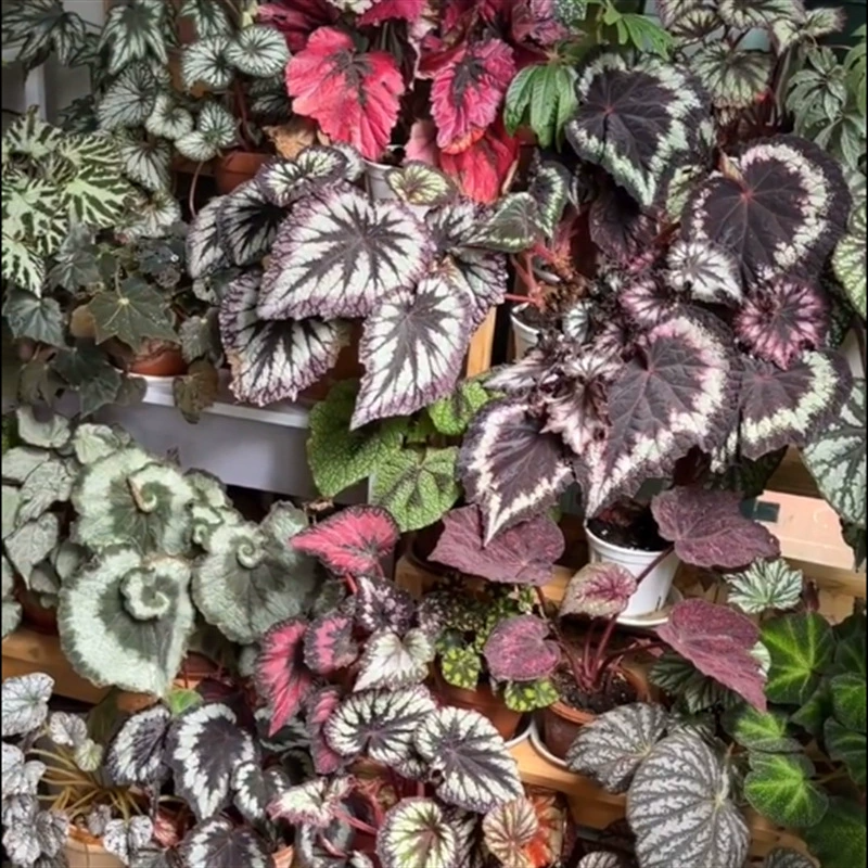 🌿  Colorful taro-Colorful, suitable for both indoor and outdoor use, easy to maintain 🌿