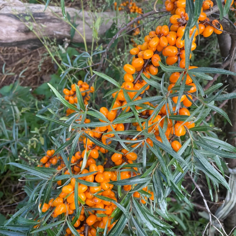 🌿 Boost Immunity & Grow Naturally – Organic Sea Buckthorn Seeds for Vibrant Health & Sustainable Gardens!