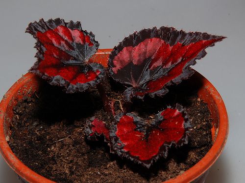 🍁🌿 Explore Nature's Beauty: Begonia grandis Product Overview and Planting Guide! 🌟🌱