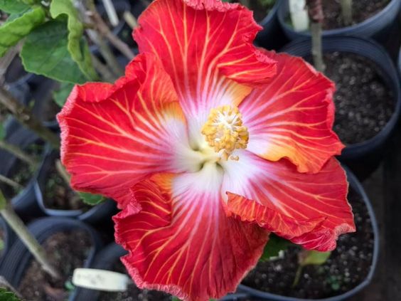 💟Dragon's Breath Hibiscus💞40%Discount