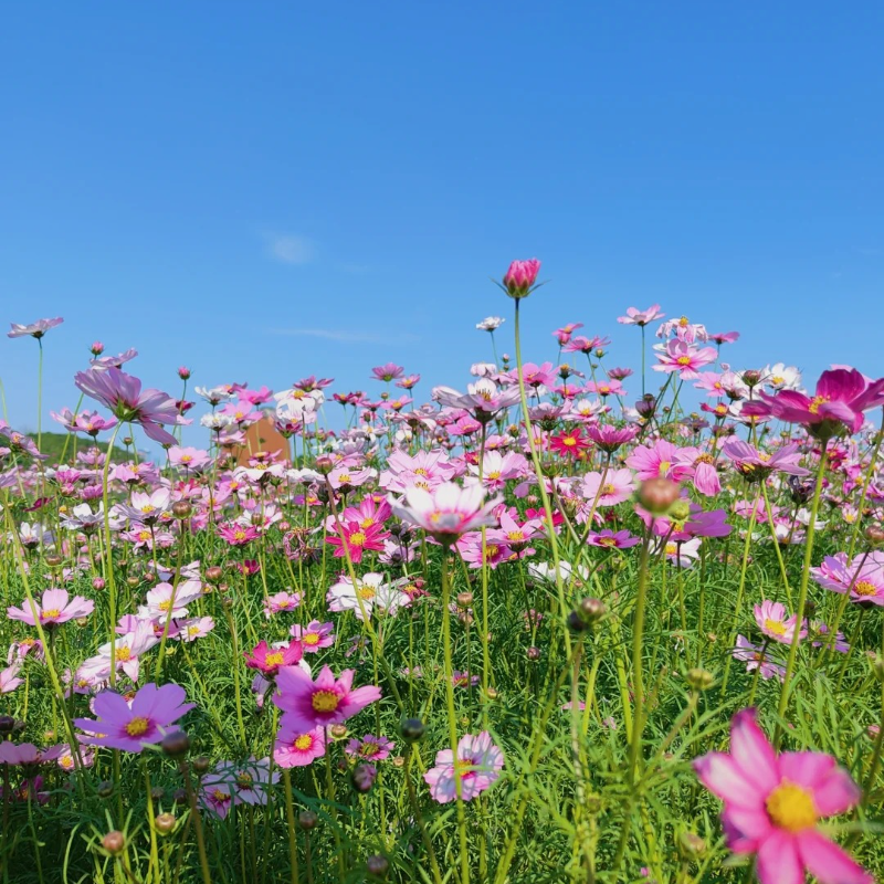 🌸 Heirloom Candy Stripe Cosmos – Bring Back the Joy of Cottage Gardens 🏡🌼