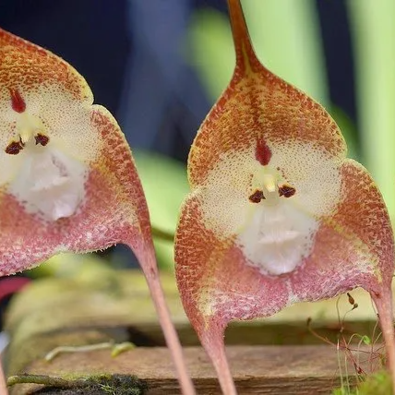 Whimsical Monkey - Faced Orchid Seeds 🌱: Easy Grow for Seniors, Add Exotic Charm to Your Garden 😉🌸