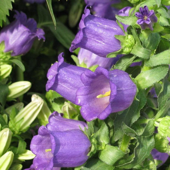 Chimes Flowers Seeds