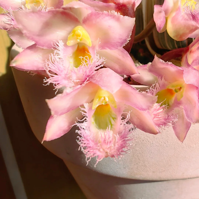 🌸 Fairy Orchid Seeds (Dendrobium Species) – Bring Grace & Tranquility into Your Home Garden 🌸