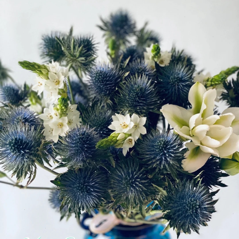 🌼 Kenya Eryngium Seeds – Unique Blooms for Easy, Elegant Gardens ✨
