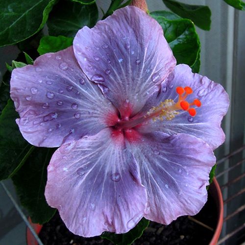 The brightener of the garden: Hibiscus seeds