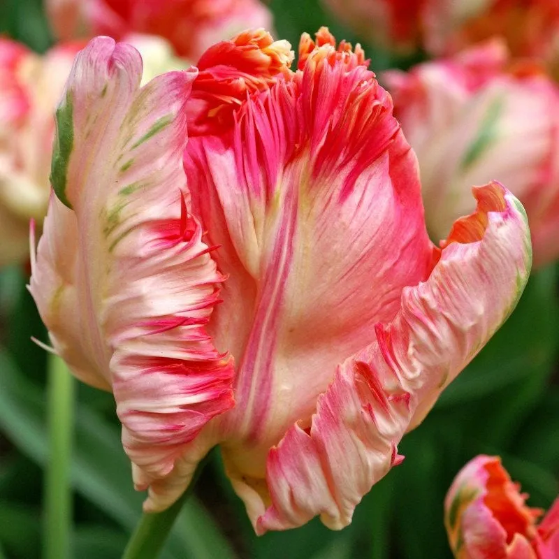 Mixed Tulip Seeds-Over 6 kinds mixed