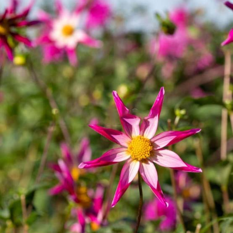 Star Dahlia Seeds: easy to grow and bring stunning flowers to your garden 🌟🌺