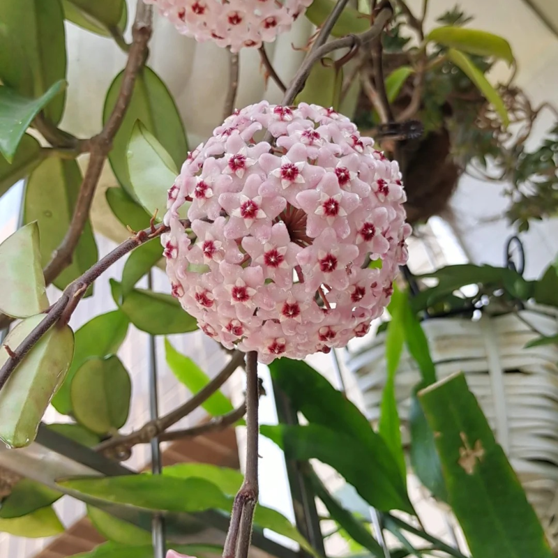 球兰