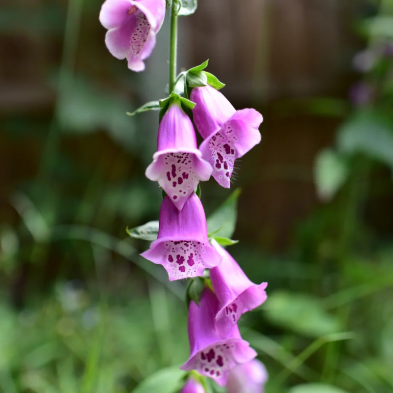 Relax & Garden 🌞 – Foxglove Seeds for Calm, Graceful Outdoor Spaces 🌷🪴