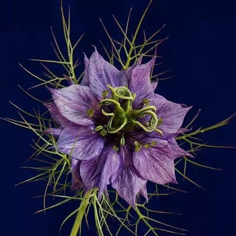 🌿 Nigella Flower Seeds – Love-in-a-Mist | Elegant Heirloom Blooms for Your Garden 🌸