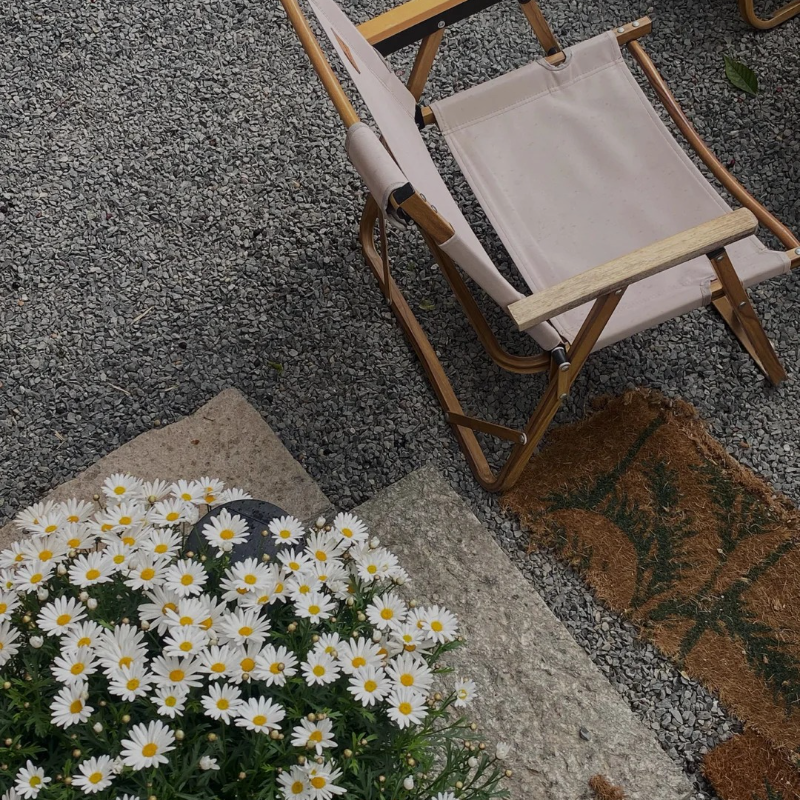 🌼Margarita flower seeds - Effortless elegance and wildlife-friendly