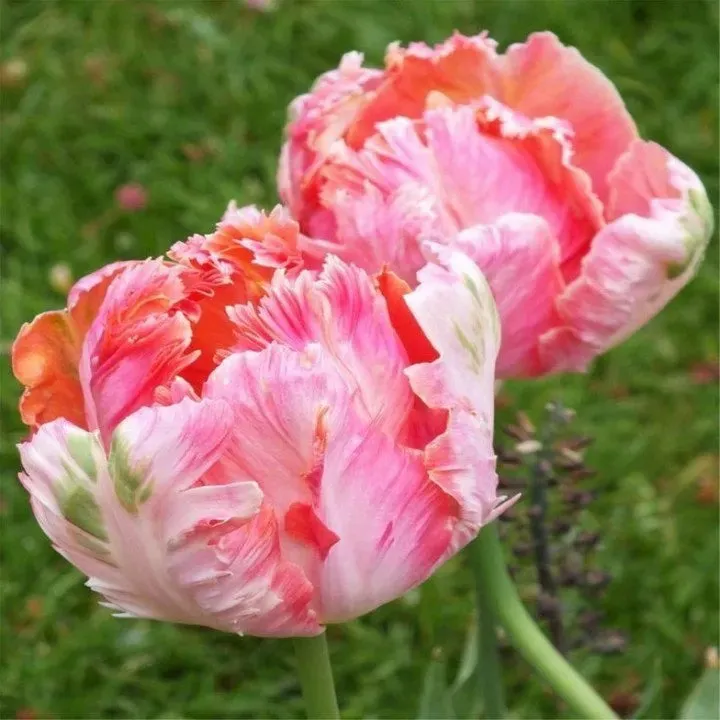 🌷Cummins Quasten-Tulpenzwiebeln