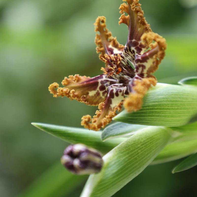 🌟 Ferraria Iris Seeds – A Touch of the Exotic, Right at Home 🪴💜