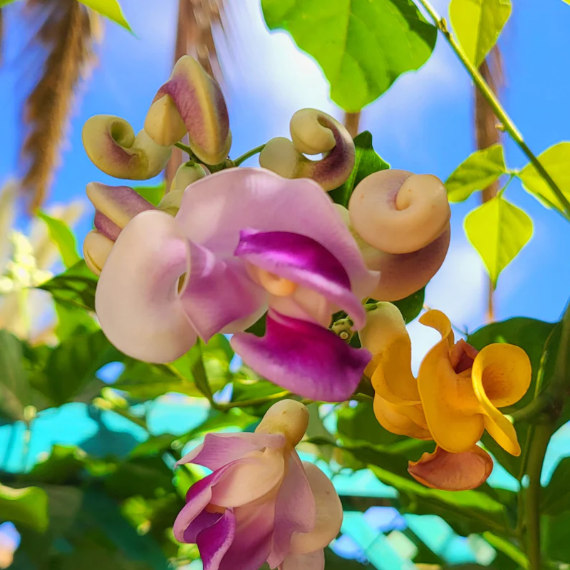 Serenity Snail Vine Seeds 🌸 – Night-Bloom Fragrance & Vintage Charm for Senior Balconies 🌿🌙