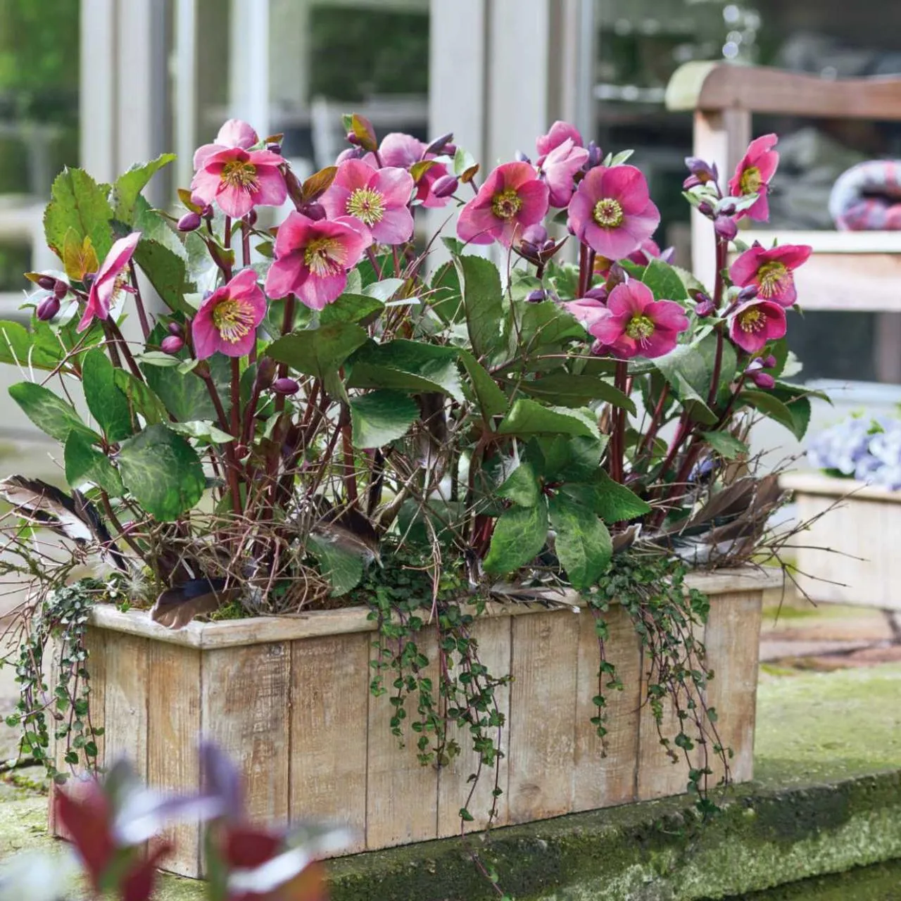 Helleborus Niger🌺Winter Knight Flower☃️