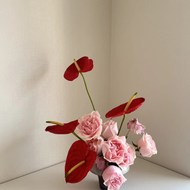 Anthurium Seeds🌱- Easy-Grow Tropical Blooms for Seniors | 🌸 Vibrant Red & Hearty Varieties