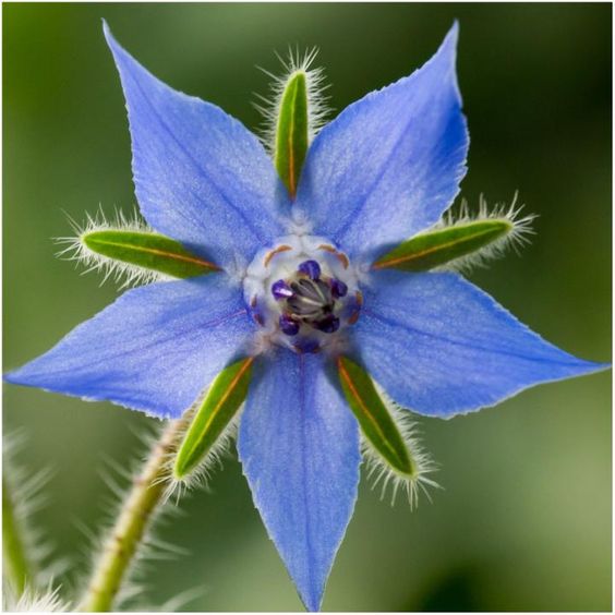 Borage Seeds🌸🎉50 Discount🎉
