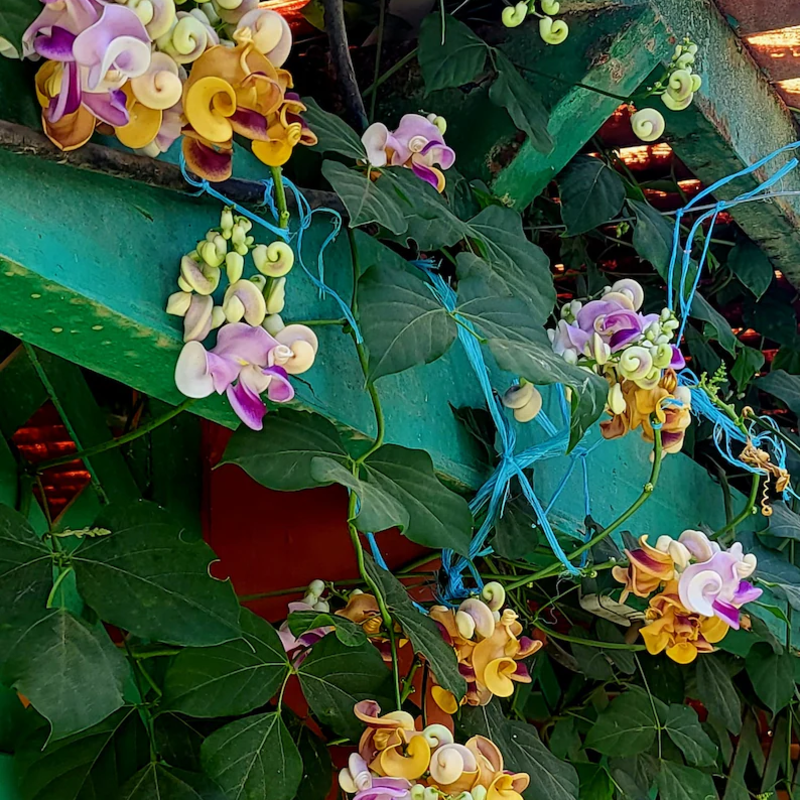 Serenity Snail Vine Seeds 🌸 – Night-Bloom Fragrance & Vintage Charm for Senior Balconies 🌿🌙