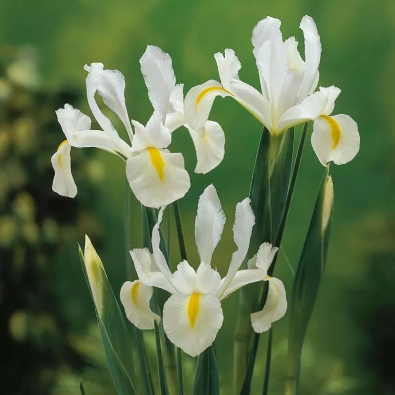Dutch Iris Seeds 🌷 – Garden Joy Made Easy 😊