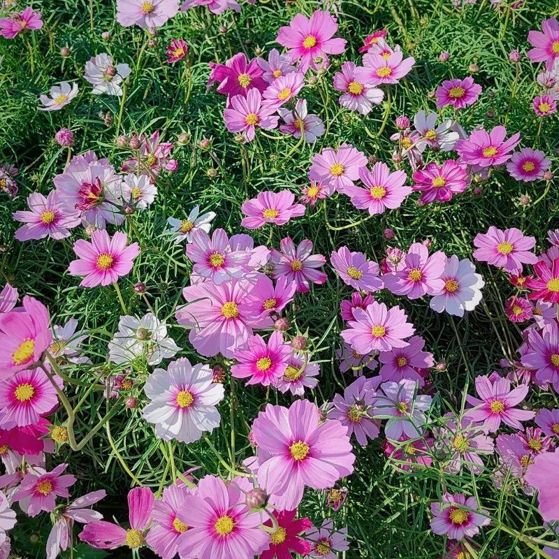 🌸 Heirloom Candy Stripe Cosmos – Bring Back the Joy of Cottage Gardens 🏡🌼