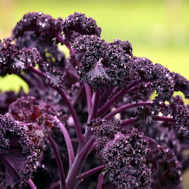 Ornamental Kale Cut Flower Collection Seed
