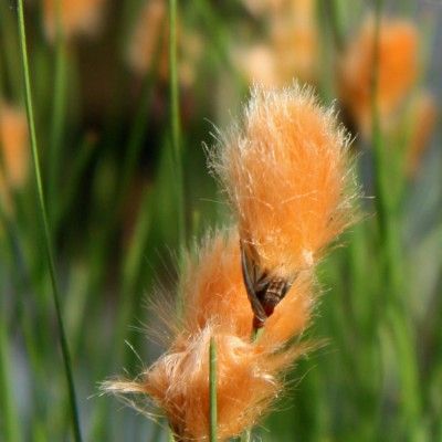 🐑White-haired Cotton Grass🐑-Elegant Wetland Beauty for Eco-Friendly Landscaping