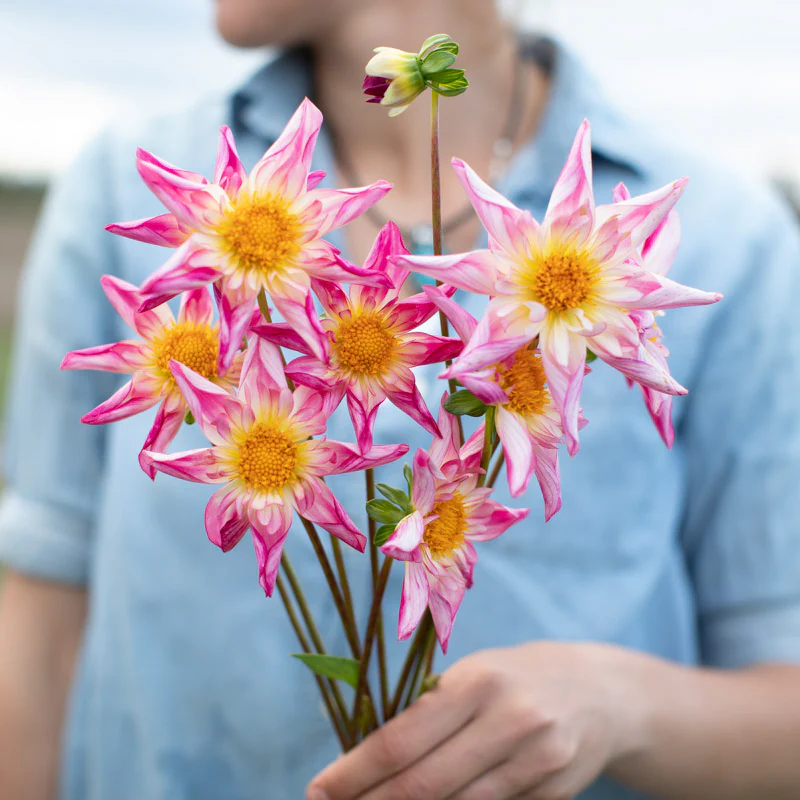 Star Dahlia Seeds: easy to grow and bring stunning flowers to your garden 🌟🌺