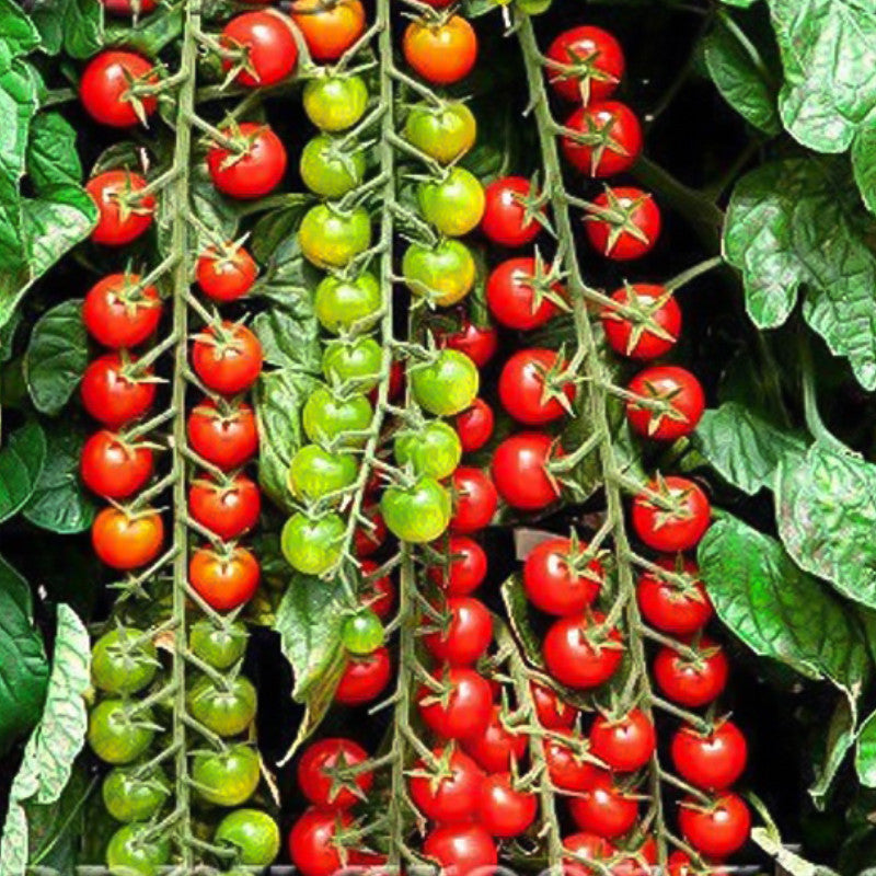 Rare Organic Sweet Million Tomato Tree Seeds