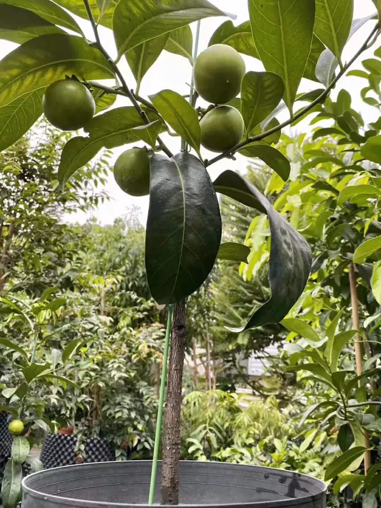 Chocolate Pudding Persimmon Seeds