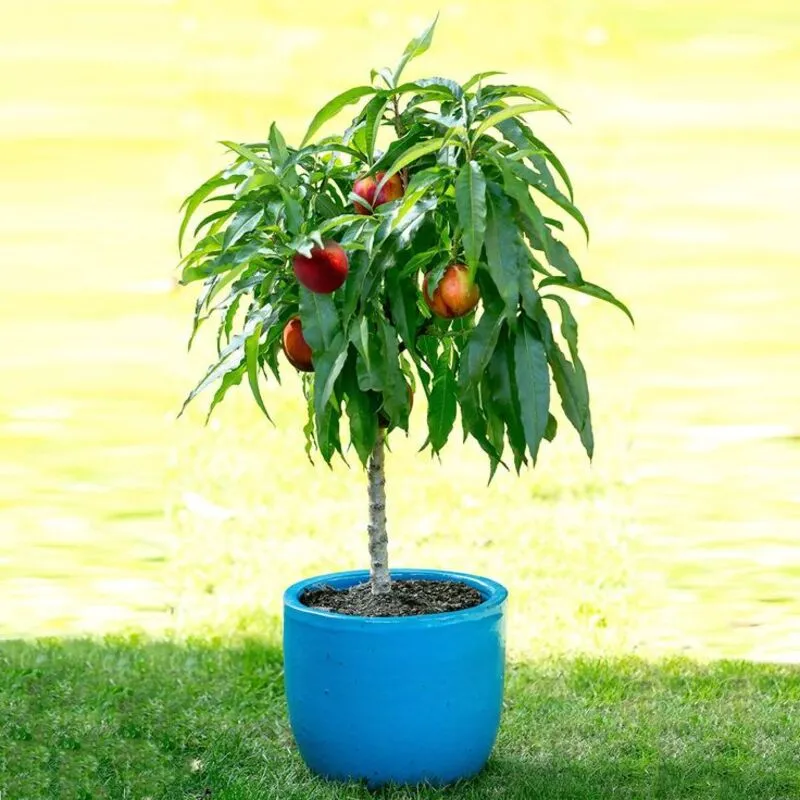 Blood Peach Seeds 🏡 – Taste Sunshine Like 1950s Summers! 🌟