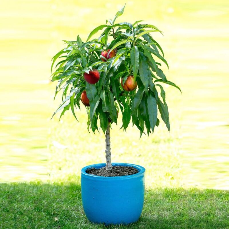 Oil Peaches-The Juicy, Refreshing Fruit You Can't Resist!🍑💫