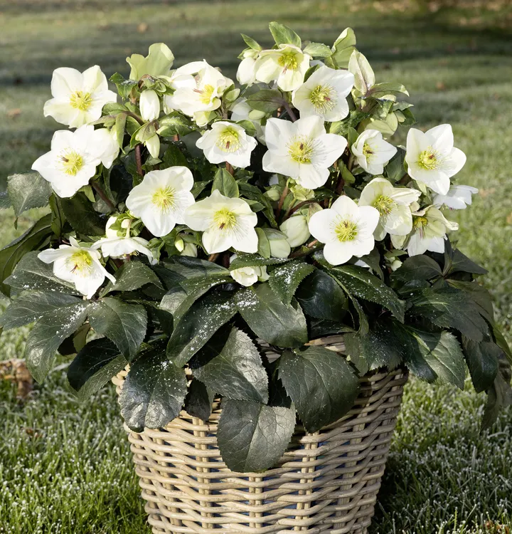 Helleborus Niger🌺Winter Knight Flower☃️