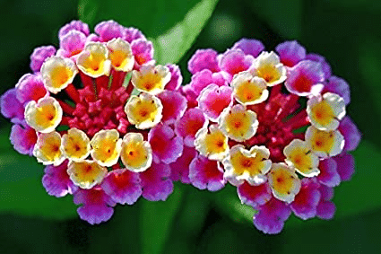Egrow 30 Pcs/Pack Lantana Seeds Lantana Camara Tree Plan Flower Seeds Home Garden Seeds
