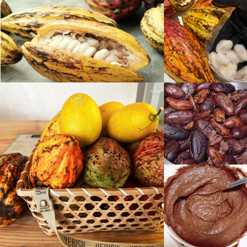🌱Cocoa fruit seeds - Antioxidant and promote cardiovascular and cerebrovascular health