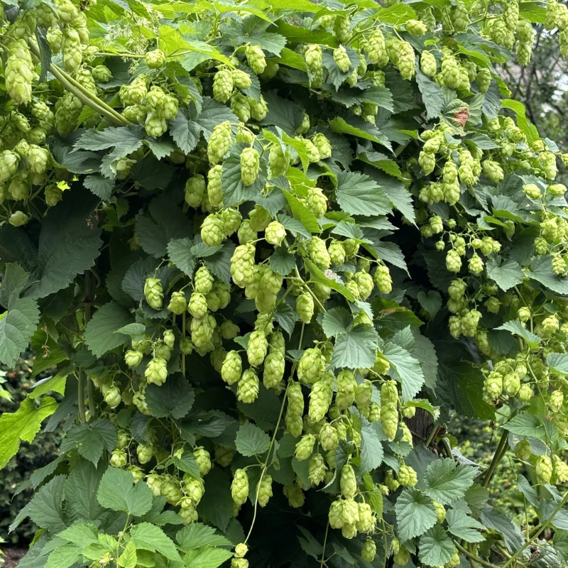 🌿 Grow Your Own Beer Hops! 🍺 Cascade Seeds – Easy, Perennial, Low Work! 👵👴🌼 For Garden Vines & Homemade Brews!