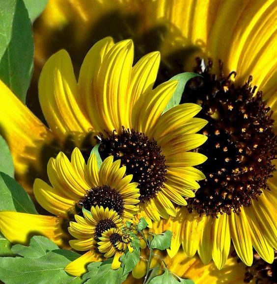 ✨🌼Schöne und farbenfrohe Spiralchrysantheme🦋