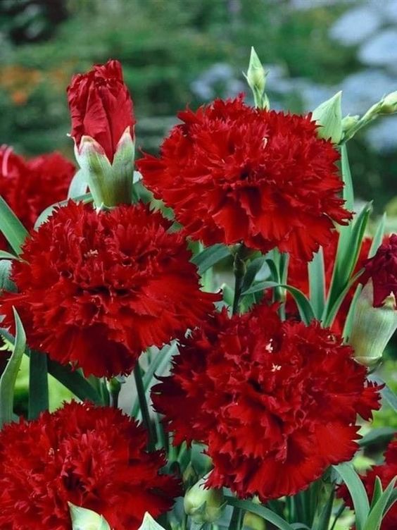 🌼💙 Dive into Bliss: Blue Carnation Delights for Your Garden Oasis! 💫🌱