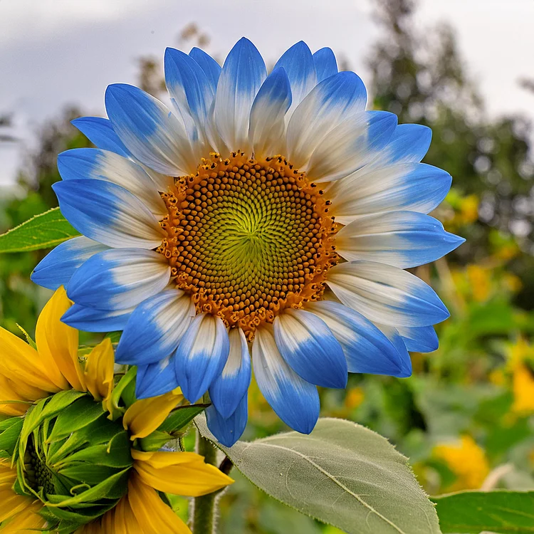 Midnight Blaze Sunflower Seeds