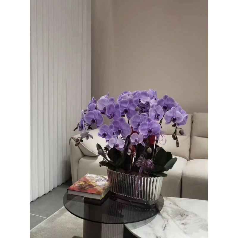 🌸Macaron Phalaenopsis - Pet Friendly And No Toxic