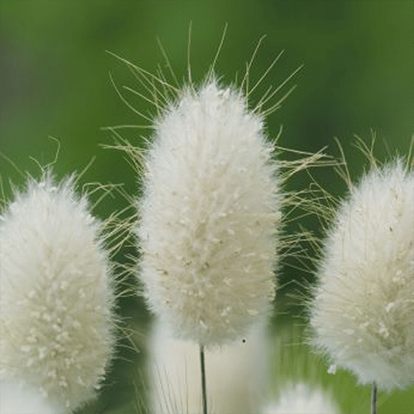 Bunny Tails Ornamental Grass Seeds