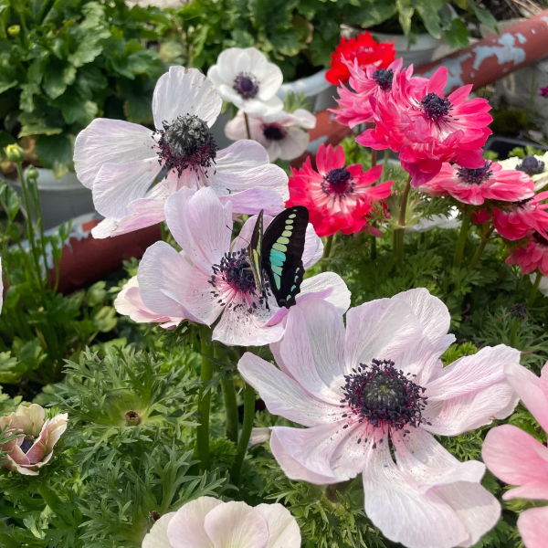 🌸 Double Anemone Seeds — Add Resilient Elegance to Your Garden!