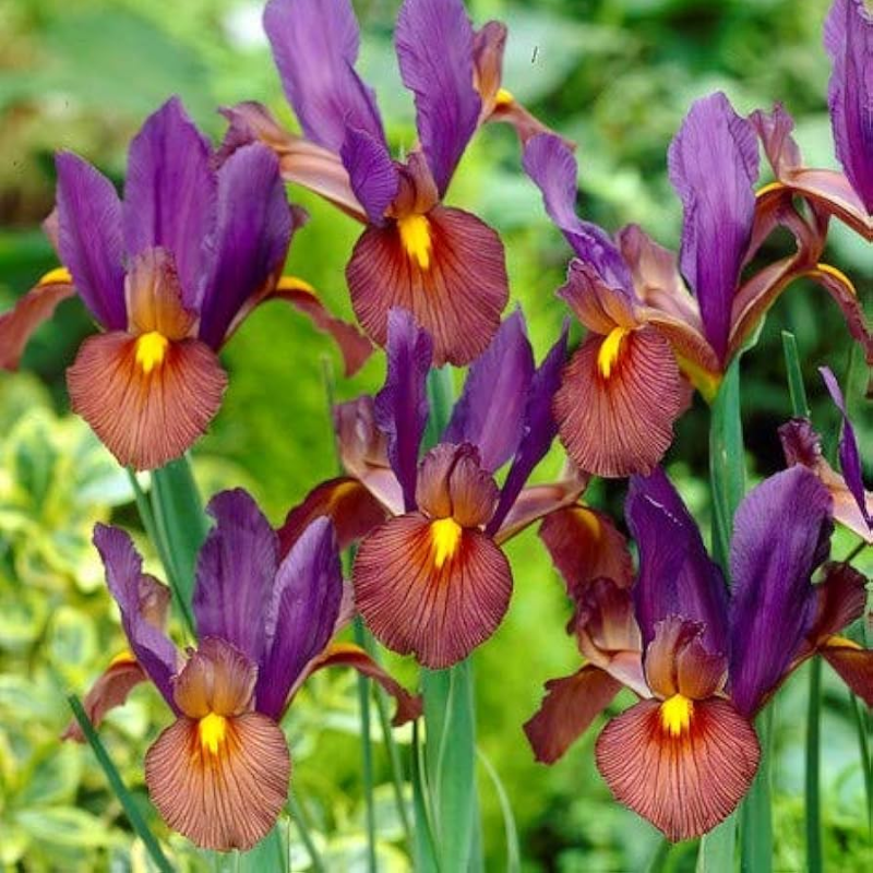 Dutch Iris Seeds 🌷 – Garden Joy Made Easy 😊