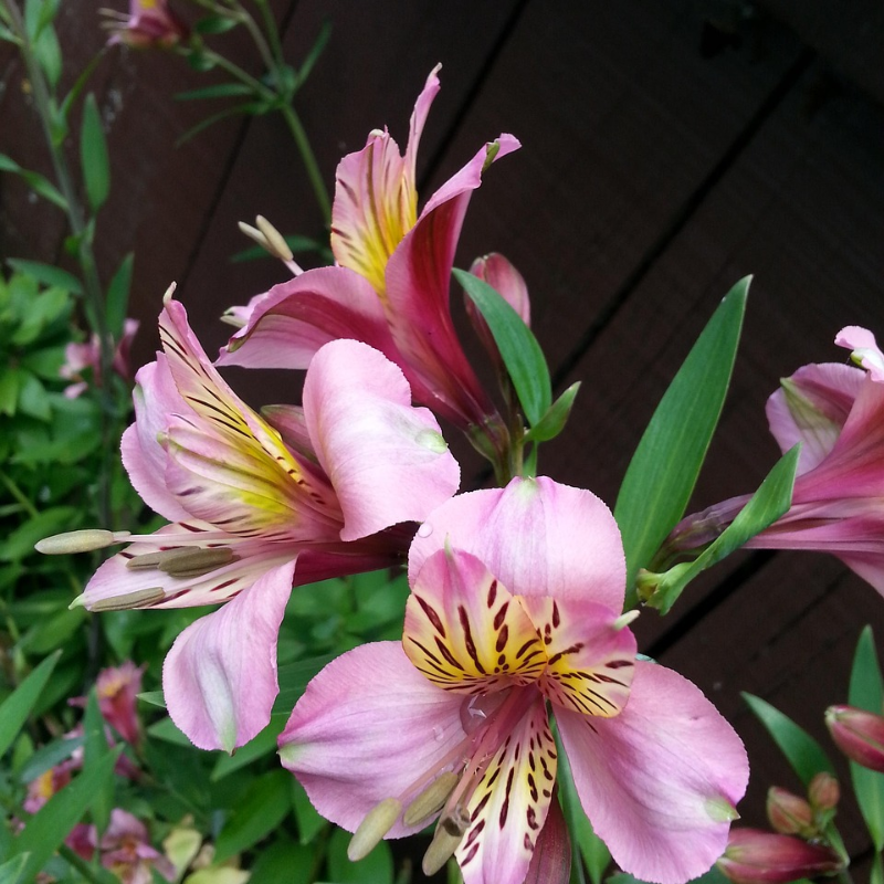 🌸 Alstroemeria Aurea Flower Seeds - 😍Easy to Grow 🌟 Perennial ❤️Deer-Resistant 