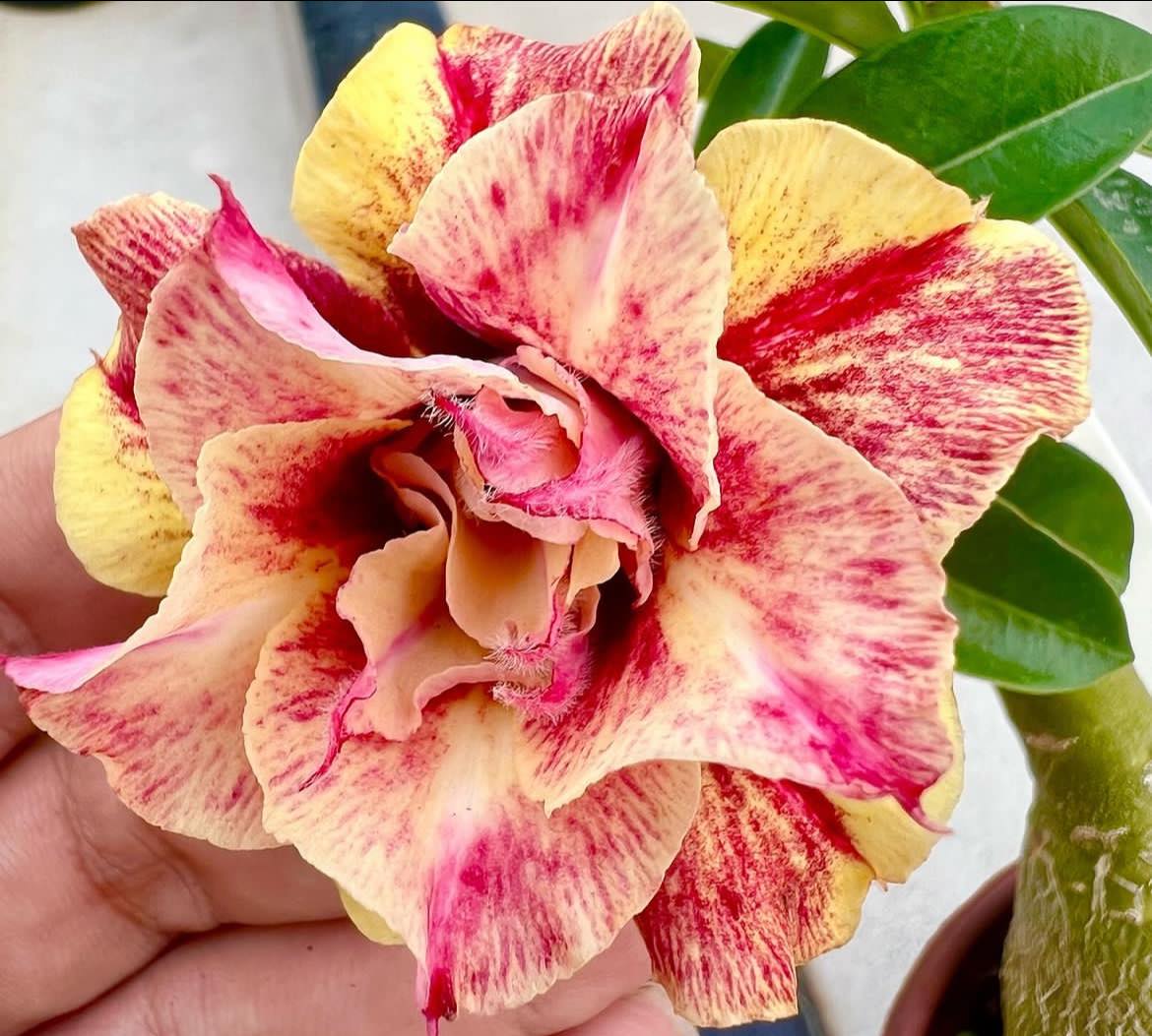 🌵🌹 Dive into Desert Beauty: Desert Rose Seeds for Your Tranquil Haven! 🏜️🌺