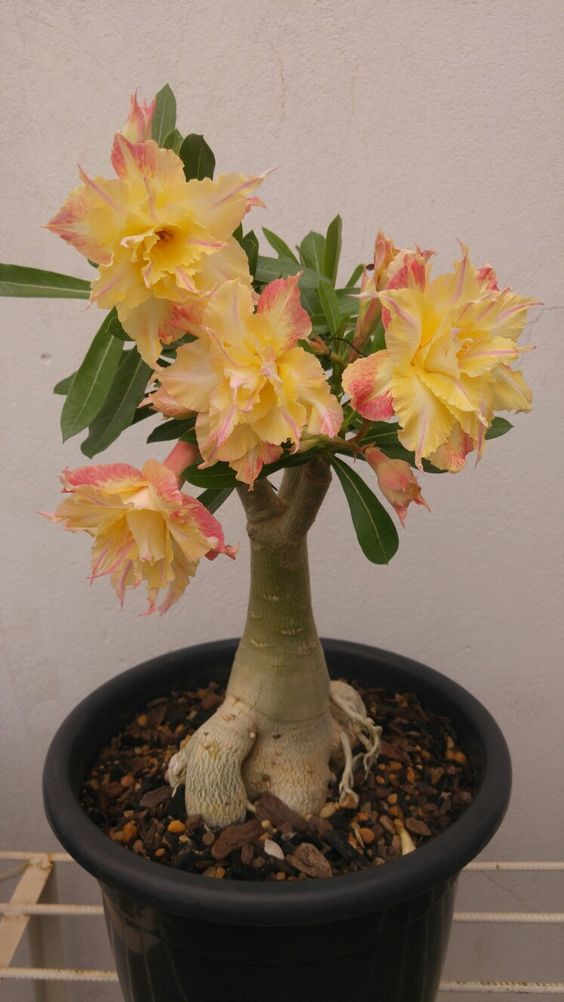 🌵🌹 Dive into Desert Beauty: Desert Rose Seeds for Your Tranquil Haven! 🏜️🌺