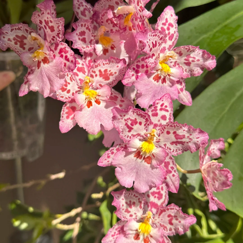 🌼 Easy-Grow Oncidium Orchids – Elegant Indoor Blooms 🏡
