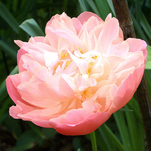 Paeonia Pink Hawaiian Coral 100 Seeds