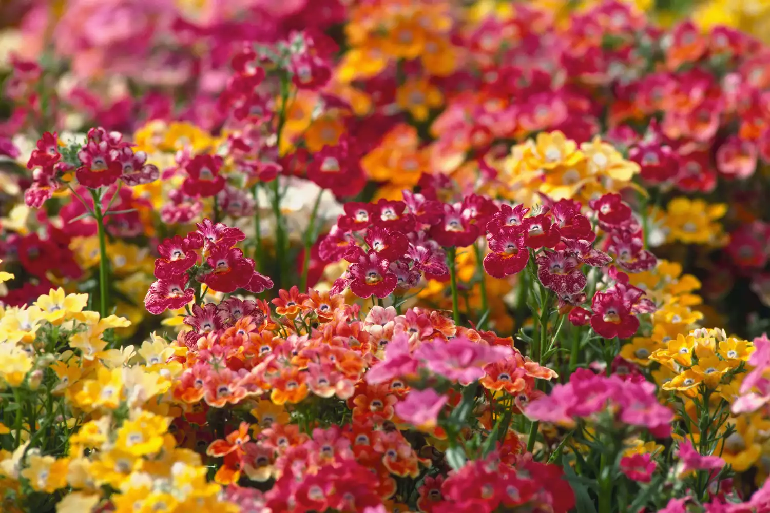 striking multicolor display of nemesia in a landscape